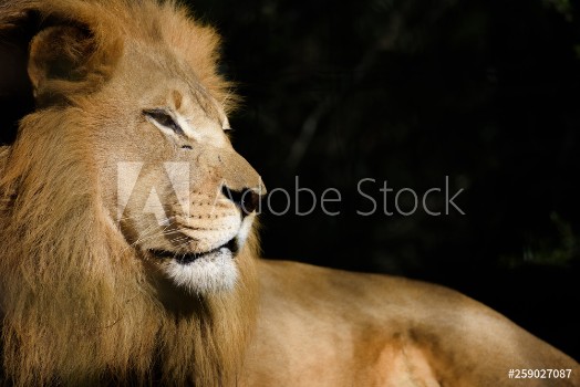 Bild på Lucky lion 